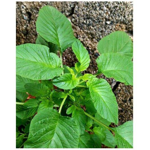 How to Prevent Birds Eating Grass Seed 