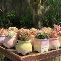 4Pcs Small Succulents Plant Flower Pot Candy Color Ice Crack Ceramic Flower Pot For Home Garden Bonsai Potted Green Plants