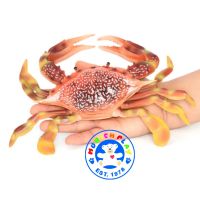 Munich Play - โมเดล Flower Crab ปูม้า แดงจุด ขนาด 23.00 CM (จากหาดใหญ่)