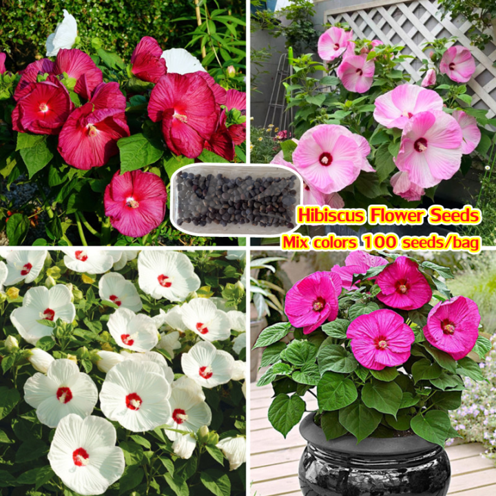 High Quality 100seeds Hibiscus Flower Seeds for Planting Bunga Raya