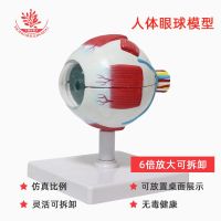 Eye anatomical model 6 x magnification spin-off 7 parts fundus retinal eye lens structure of neurovascular