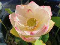 5 เมล็ดพันธุ์ บัว สายพันธุ์ DENSE DEW LOTUS สีขาวอมชมพู เพาะปลูกและเก็บเมล็ดในไทย ขยายพันธุ์ในไทยได้ สายพันธุ์นิยมปลูกในอเมริกา