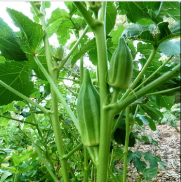 เมล็ดพันธุ์ กระเจี๊ยบเขียวคิมสัน 100 เมล็ด Clemson Spineless Okra Seed เมล็ดพันธุ์แท้100% นำเข้าจากต่างประเทศ