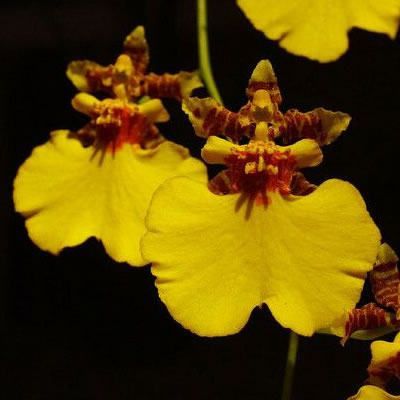 30 เมล็ดพันธุ์ เมล็ดกล้วยไม้ กล้วยไม้ออนซิเดียม (Oncidiums Orchids) Orchid flower seeds อัตราการงอกสูง 70-80%