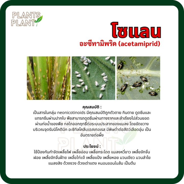 โซแลน-100กรัม-อะซีทามิพริด-สารกำจัดแมลง-แมลงหวี่ขาว-อะซีทาผง-กำจัดเพลี้ยไฟ-บั่ว-แมลงหวี่ขาว-หนอนช้อนใบ