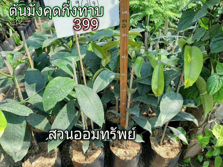 มังคุดกิ่งทาบ-ต้นเตี้ย-ปลูก2ปีให้ผลชุดแรก