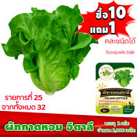 (ซื้อ10แถม1 ฟรีคู่มือ) เมล็ดพันธุ์ ผักกาดหอม อิตาลี ITALIAN LETTUCE  2กรัม (ประมาณ 2,000 เมล็ด) ทำมะชาดฟาร์ม ผักสลัด เมล็ดพันธุ์สลัด เมล็ดสลัด