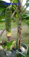 หน่อกล้วยร้อยหวี กล้วยไทยโบราณ พันธุ์หายาก