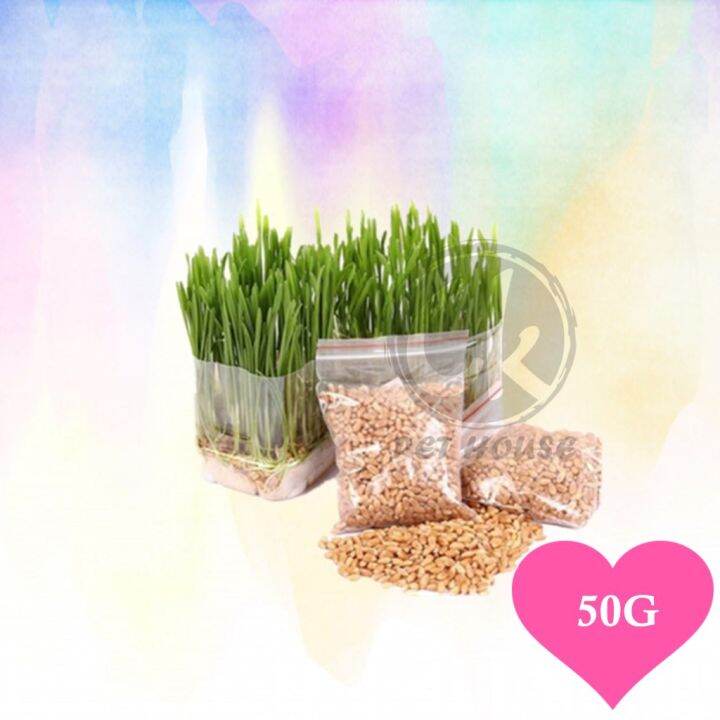 Organic Wheatgrass Cat Pet Grass Seeds / Biji Benih Gandum Rumput