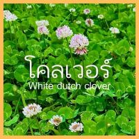 เมล็ดพันธุ์พืชดอกไม้ โคลเวอร์  500 เมล็ดWhite dutch clover seed เมล็ดพันธุ์แท้ ราคาถูก คุณภาพดี ปลูกง่าย