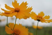 เมล็ดพันธุ์ ดาวกระจายสีเหลือง  ดอกคอสมอส Yellow  Cosmos Flower Seed   ซองละ25 บาท