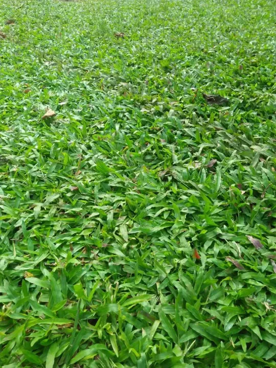 Rumput Gajah Mini 1 Meter Full Lazada Indonesia