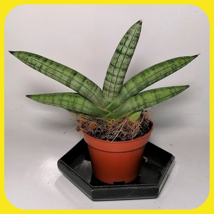 Sansevieria Boncel plant | Lazada PH