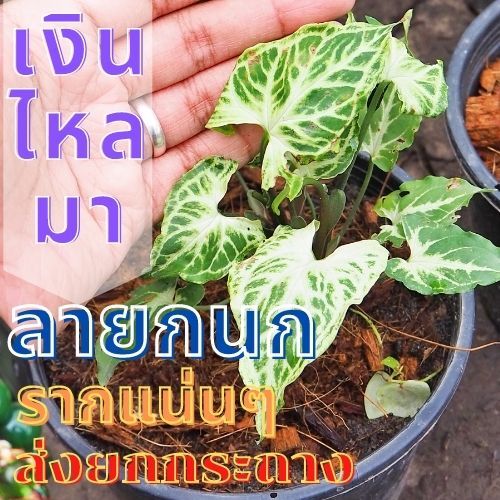 เงินไหลมา-ออมลายกนก-1-ต้น-syngonium-sp-เงินไหลมา-ลายกนก-ต้นไม้มงคล-ต้นไม้หายาก-ต้นพร้อมปลูก-ส่งแบบ3-4ใบ-ส่งยกกระถาง