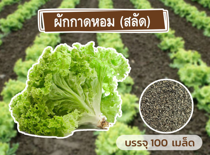 ชุดรวมเมล็ด-ผักสลัด-4-ชนิด-รวมกว่า-400-เมล็ด-เมล็ดใหม่-อัตราการงอกสูง