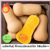 เมล็ดฟักทอง บัตเตอร์นัทสวีท ฺ Butter Nut Sweet Pumkin Seeds