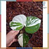 พริกไทยด่าง Piper nigrum Variegated สินค้ามีจำนวนจำกัด