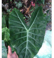 Alocasia sanderriana แก้วหน้าม้าสตูลดำ