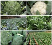 เมล็ดพันธุ์ บล็อคโคลี่ 200 เมล็ด Broccoli เมล็ดพันธุ์แท้ ปลูกผัก สวนครัว ถูกดี ปลูกง่ายโตไว