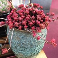 [COD] Small ball rose multi-headed succulent plant potted meat novice office creative flower green