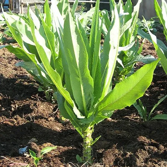 Biji Benih Salad Wangi Celtuce Lettuce Seeds Vegetable Seed Vege