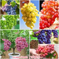 เมล็ดพันธุ์แท้100% 50 แคปซูลต่อแพ็ค Sweet Grape Seed Fruit Tree Seeds Fruit Tree Seeds ต้นผลไม้ ปลูกง่าย ต้นไม้ ต้นไม้มงคล เมล็ดพันธุ์ พันธุ์ไม้ผล Plants เมล็ด ต้นไม้มงคลใหญ่ ต้นไม้แคระ บอนไซ ของแต่งสวน มีคุณค่าทางโภชนาการสูง อัตราการงอกสูง ในสต็อกในประเท