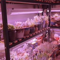 ชุดหลอดไฟLED T8 ไฟ Grow Light 10W 60CM  48LED 220V ไฟปลุกต้นไม้ ไฟช่วยต้นไม้ตัวเร็ว แถมสายไฟ220V1.8เมตรให้ 1/PCS