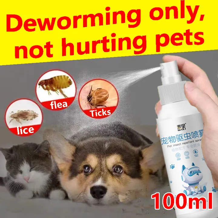 does lysol kill dog lice