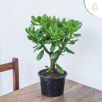 Treeno.9 T132 คลาสซูล่า หรือต้นดึงเงินเข้าบ้าน (Crassula Ovata) ต้นใหญ่ กระถาง 6 นิ้ว / สูง 30-40 ซม. / ไม้ประดับ ไม้มงคล (ต้นไม้)