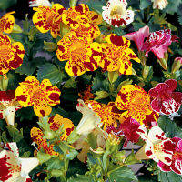 เมล็ดพันธุ์ มิมิวลัส / ไทเกอร์ มังกี้ mimulus tigrinus tiger monkey 400 เมล็ด เมล็ดพันธุ์นำเข้าจากอังกฤษ