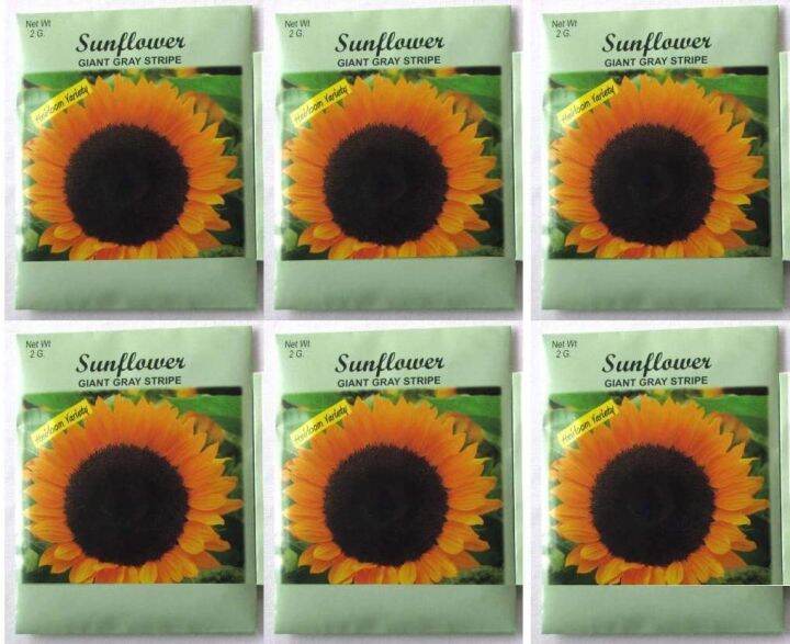 Valley Greene (6 Pack) 2 gram/Package Sunflower Giant Gray Stripe
