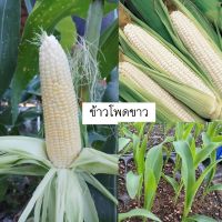 เมล็ดข้าวโพดขาว  เมล็ด