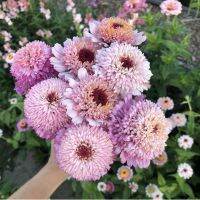 Cinderella Zinnia ดอกไม้ 50 เมล็ด (Zinnia Elegans) - ผสมสีเหลือง, ชมพู, พีช, แดง [ไม่ใช่พืช! เป็นเมล็ดพันธุ์] [คลังสินค้าจุด][ขายตรงจากโรงงาน][ของแท้อย่างเป็นทางการ][โปรโมชั่นลดราคา][50 เมล็ดพันธุ์][เมล็ดผลไม้][เมล็ดพันธุ์ผัก][อร่อยจัง][ปลอดภัย][คลังสินค้