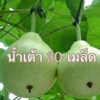 เมล็ดพันธุ์ น้ำเต้ากลม 30 เมล็ด