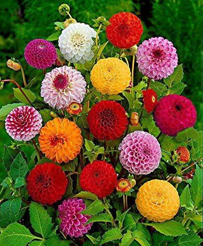 เมล็ดพันธุ์-dahlia-pinnata-pompon-30-เมล็ด-เมล็ดพันธุ์นำเข้าจาก-อังกฤษ