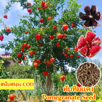 【ขายเมล็ดพันธุ์ ห่อละ 100 เมล็ด】ทับทิมแดง Pomegranate Seed Fruit Seed ต้น ทับทิมแดงอินเดีย ทับทิมแดงมารวย ต้นผลไม้ เมล็ดพันธุ์ ต้นไม้ เมล็ดบอนสี ต้นไม้ผลกินได้ บอนสีแปลกๆถูกๆ ต้นบอนสี ต้นไม้มงคล โตไว ไม่กลายพันธุ์ เมล็ดนำเข้า ของแท้ พร้อมส่ง ขายราคาถูก