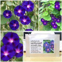 เมล็ดพันธุ์ มอร์นิ่งกลอรี แกรนด์ป้า อ๊อด ( Grandpa Ott Morning Glory Seed ) 15 เมล็ด คุณภาพดี ราคาถูก ของแท้