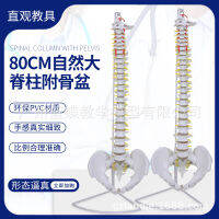 80CM ผู้ใหญ่ 1：1 กระดูกสันหลังขนาดใหญ่ตามธรรมชาติ กระดูกเชิงกรานกระดูกสันหลังส่วนคอกระดูกสันหลังทรวงอก