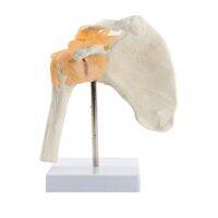 ❁☽㍿ Human Functional Shoulder Joint