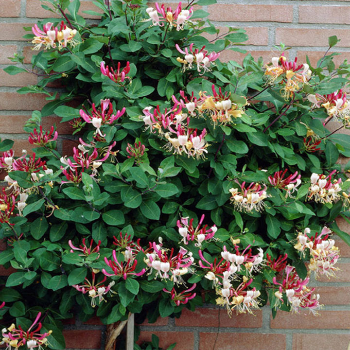 Potted honeysuckle, mandarin duck, vine, sapling, gold and silver ...