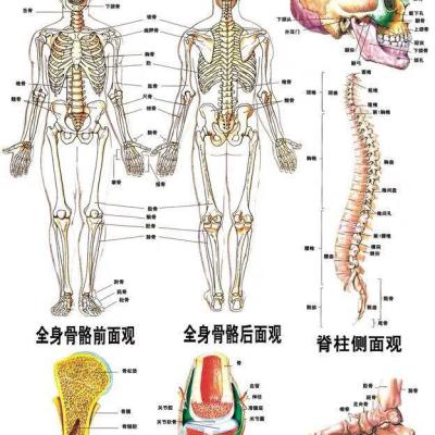 Simulation model of whole-body skeleton skeleton skeleton spine small removable bending medical teaching yoga bonesetting