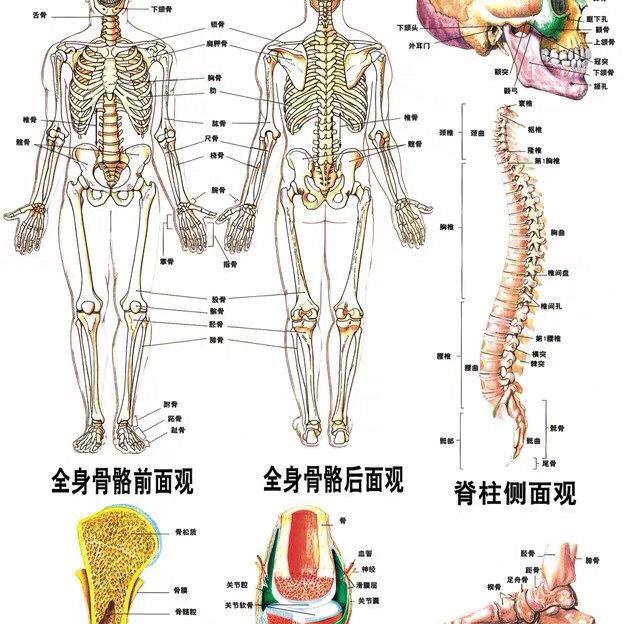 simulation-model-of-whole-body-skeleton-skeleton-skeleton-spine-small-removable-bending-medical-teaching-yoga-bonesetting