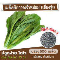 เมล็ดผักกาดเจ้าหม่อม? (เชียงรุ่ง) 500 เมล็ด ผักกาดเขียว ใส่ต้มจับฉ่าย (ซื้อ 5 แถม 1)