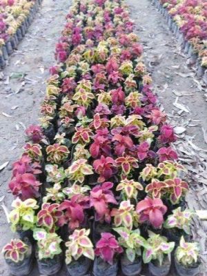 50 เมล็ด เมล็ดพันธุ์ Seeds Bonsai ฤาษีผสม Coleus Seed อัตราการงอก 80-90% มีคู่มือปลูก