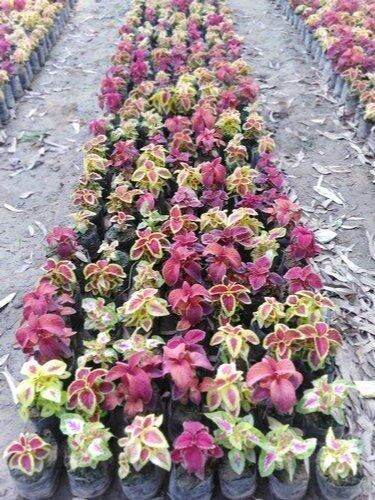 50-เมล็ด-เมล็ดพันธุ์-seeds-bonsai-ฤาษีผสม-coleus-seed-อัตราการงอก-80-90-มีคู่มือปลูก