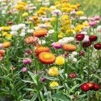 100 เมล็ดพันธุ์ เมล็ด ดอกกระดาษ ดอกบานไม่รู้โรยฝรั่ง Helichrysum STRAW FLOWER SWISS GIANT Seeds อัตราการงอก 80-85%