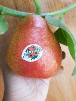 ลูกแพรแดง pear แดง **South Africa**  แพ๊ค 2 ลูก