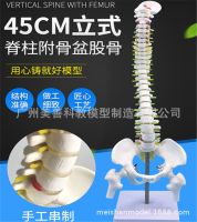 The teaching simulation model of 45 cm spinal vertebral bone with half 1:1 human body skeleton lumbar leg model