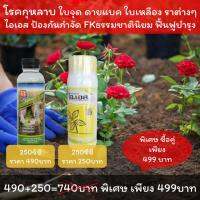 กุหลาบใบจุด กุหลาบใบไหม้ โรคดายแบค (Dieback) โรคราต่างๆ ใช้ ไอเอส + FKธรรมชาตินิยม ปลอดภัย ประสิทธิภาพสูง โปรดอ่านรายละเอียด