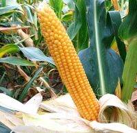 เมล็ดพันธุ์ ข้าวโพดป็อปคอร์น (South American Yellow Popcorn Seed) บรรจุ 20 เมล็ด คุณภาพดี ของแท้ 100%